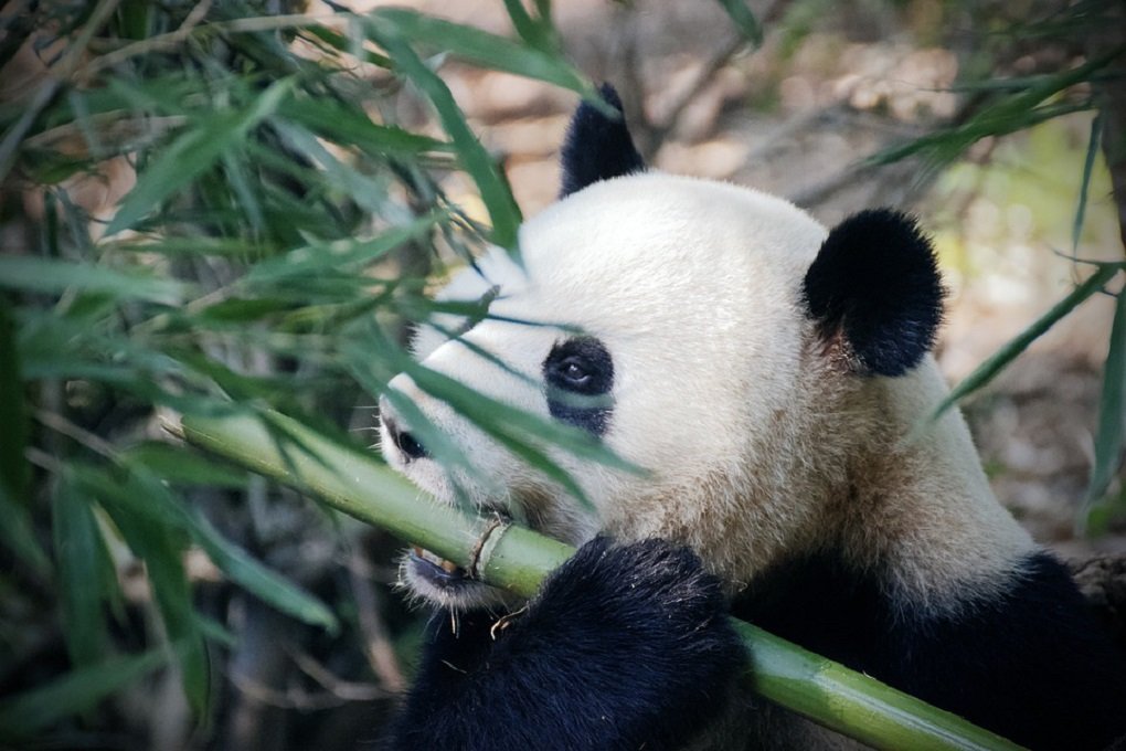 В китайском Чунцине панды покусали служительницу зоопарка